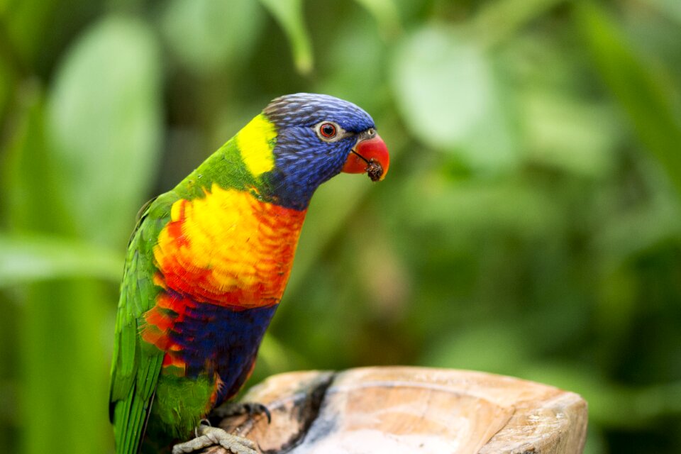 Color tropical wildlife