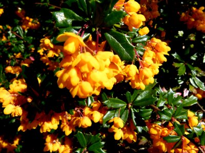 Fleurs jaunes inconnues jardin du XIVème
