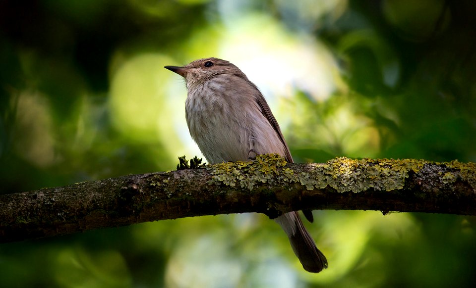 Flycatcher (60708424)