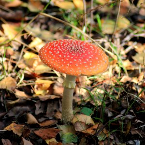 Fliegenpilz NSG Fürstenkuhle Gescher-Hochmoor