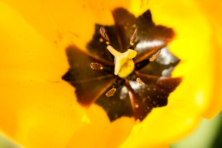 Calyx stamp yellow