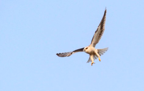 Flying Black shouldered kite