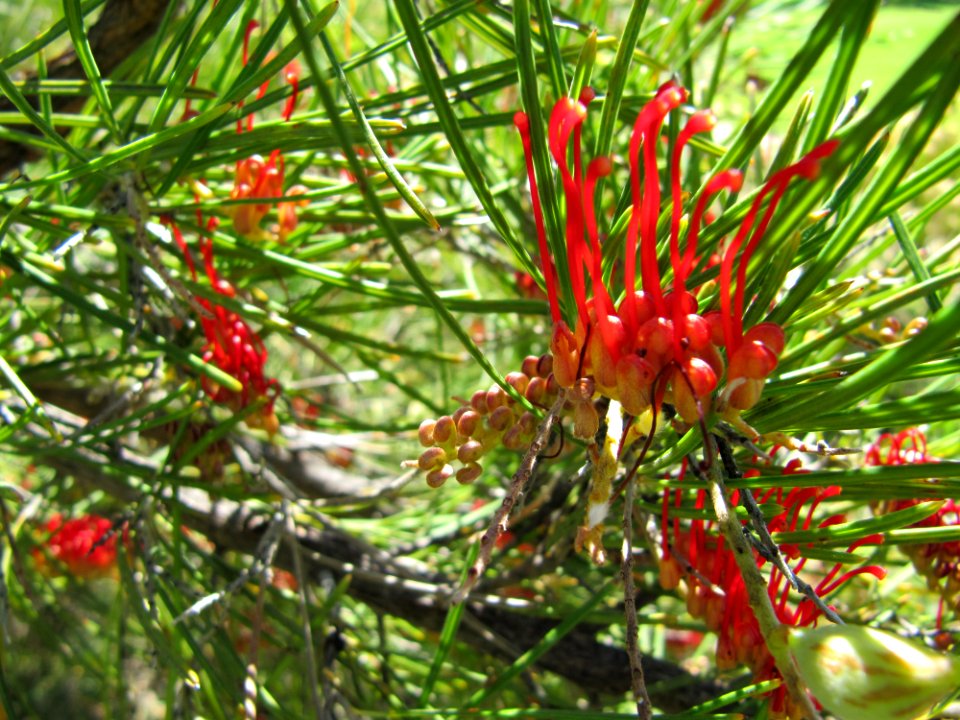 Fleurs rouges et vertes