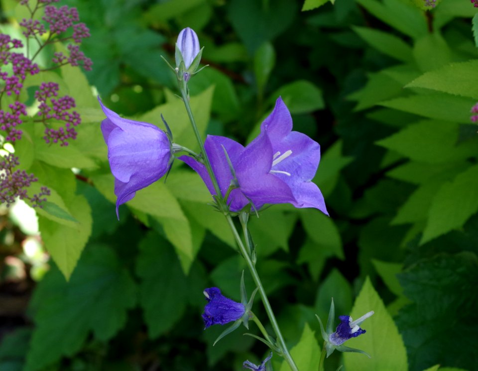 Fleurs mauves - Promenade plantée