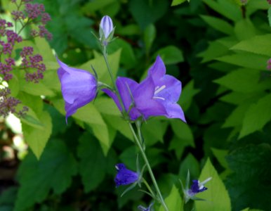 Fleurs mauves - Promenade plantée