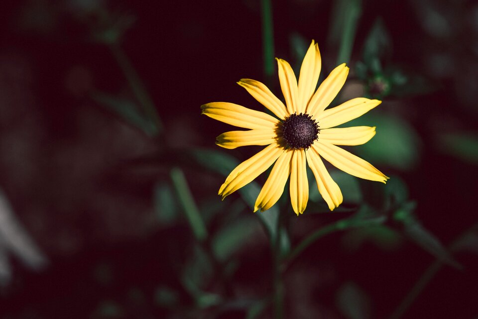 Yellow flower rudbeckia fulgida composites