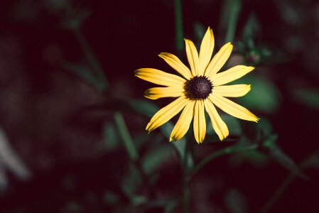 Yellow flower rudbeckia fulgida composites photo