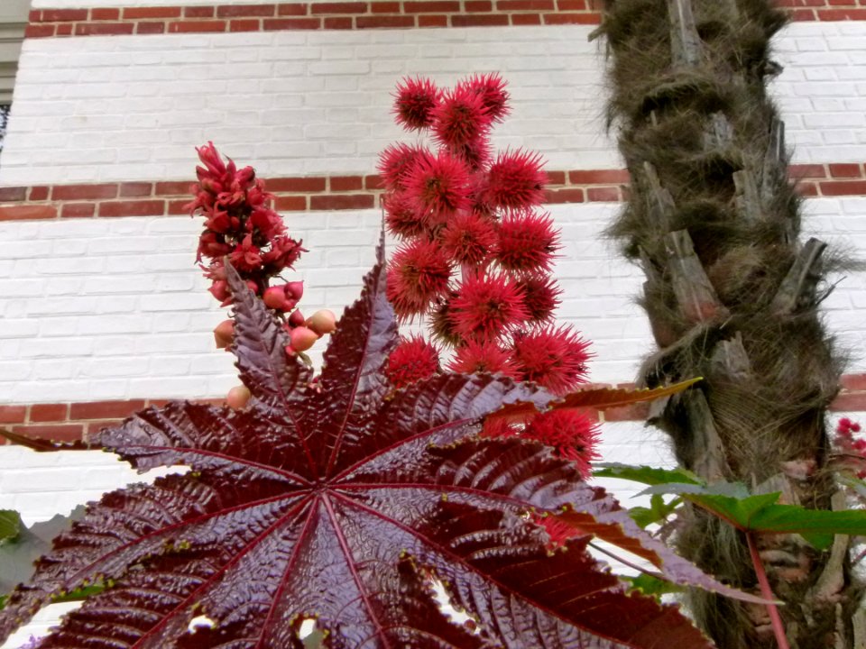 Fleurs inconnues - Jardin Agronomique Tropical 4