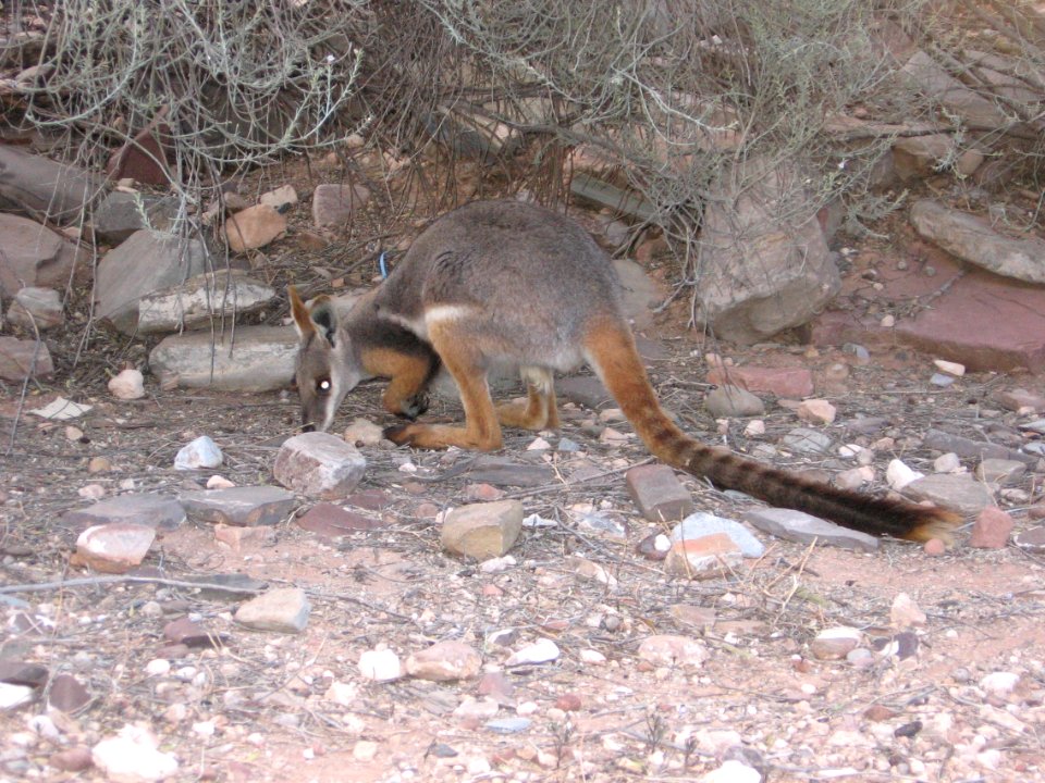 Flinders Yellow-footed rock wallaby