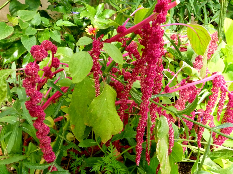 Fleurs inconnues - Jardin Agronomique Tropical