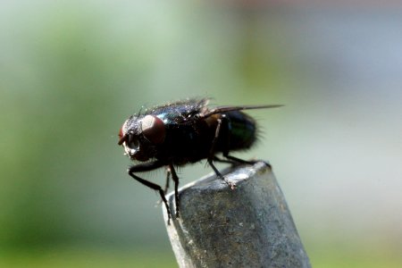 Fliege 001