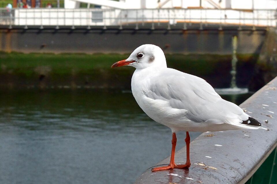 Bird port of belfast water