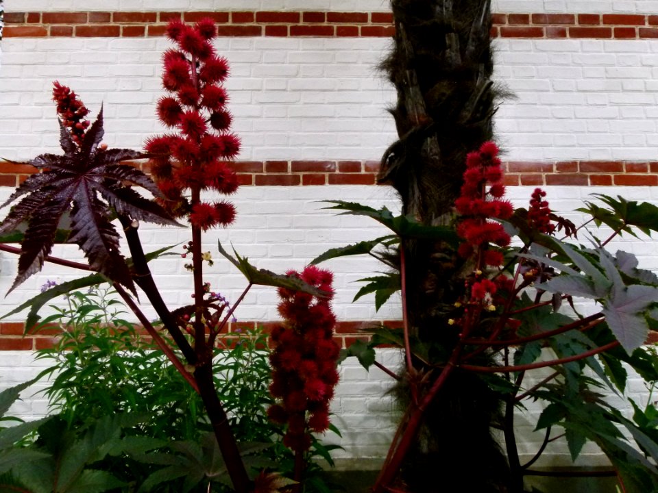 Fleurs inconnues - Jardin Agronomique Tropical 3