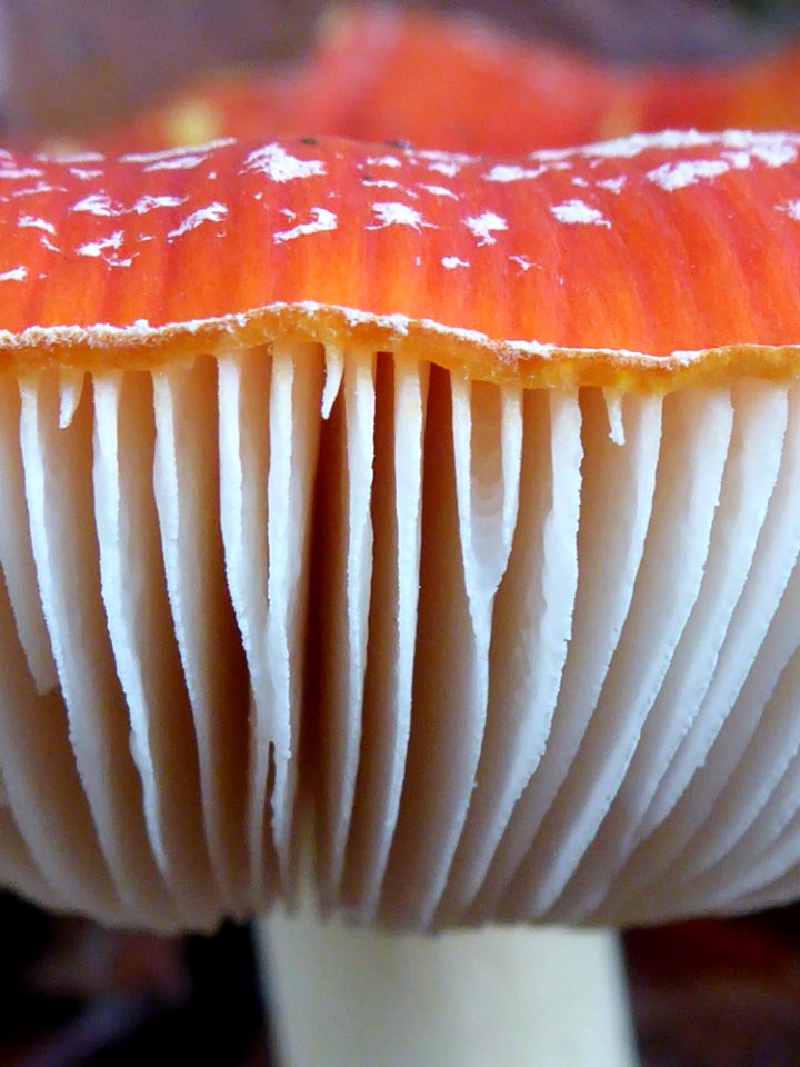 Fliegenpilzlamellen Makro