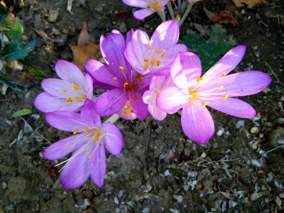 Fleurs inconnues des jardins de Bagatelle