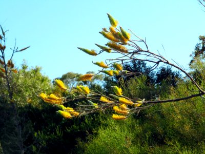Fleurs jaunes inconnues photo