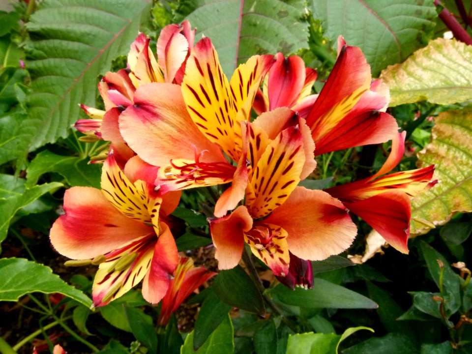 Fleurs inconnues - Jardin Agronomique Tropical 6