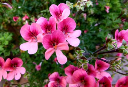Fleurs des patios de Cordoue