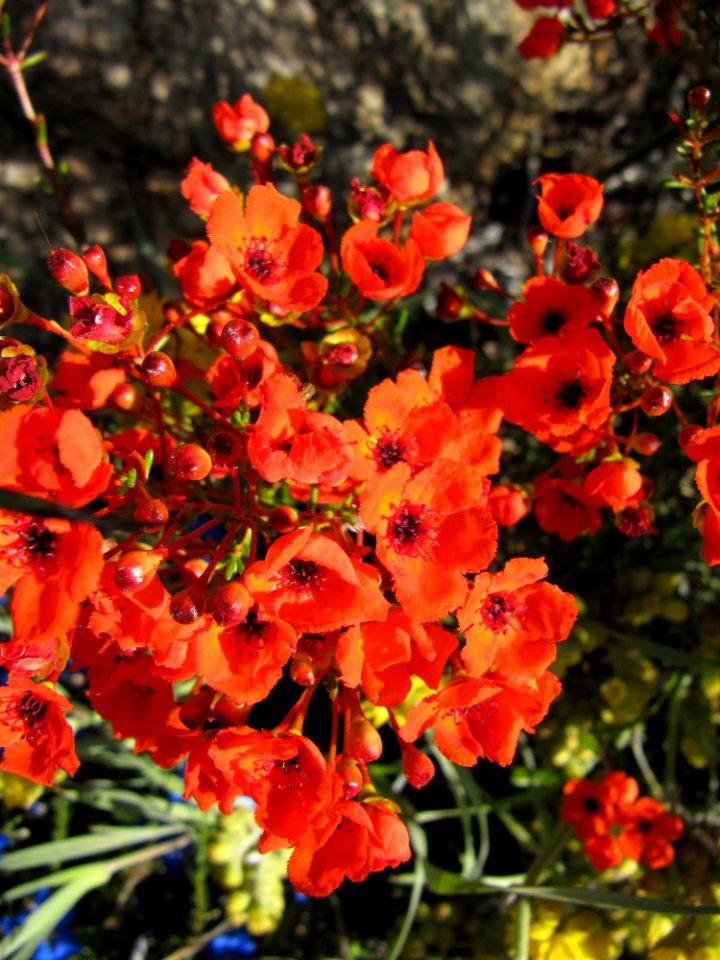 Fleurs orange inconnues