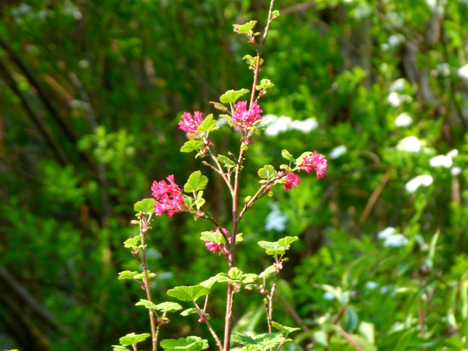 Fleurs rose vif