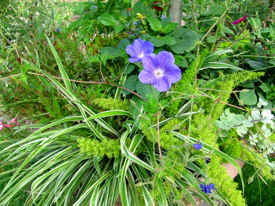 Fleurs au jardin des iris - Jardin des Plantes Paris 10