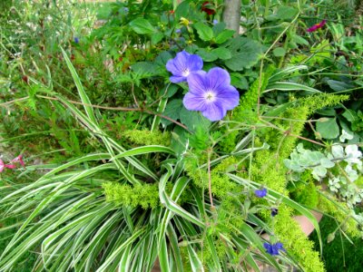 Fleurs au jardin des iris - Jardin des Plantes Paris 10