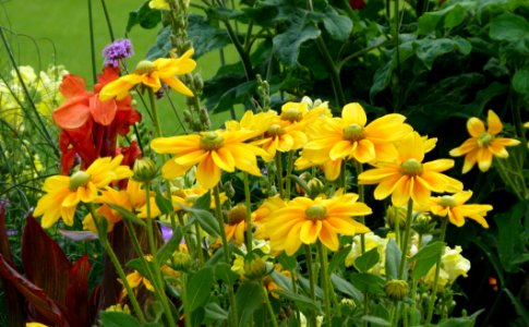 Fleurs jaunes dans plate-bande