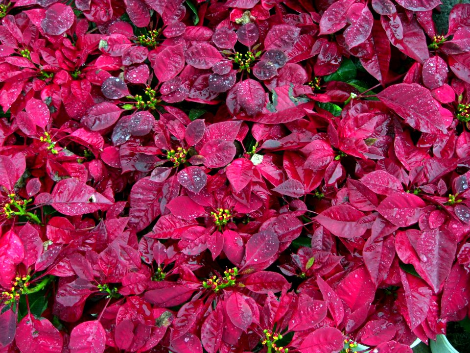 Fleurs au Vietnam