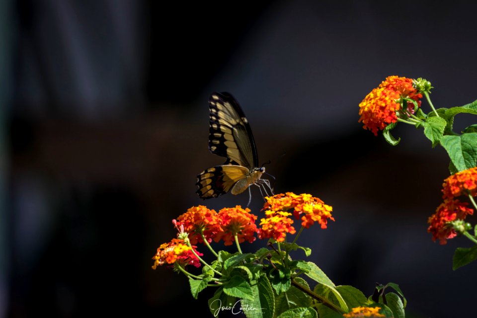Fly To Every Flower (220953573)