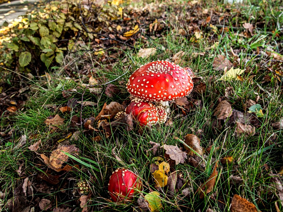 Fliegenpilz amanita muscaria