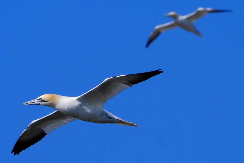 Fliegender.Basstoelpel.Ile.Rouzic