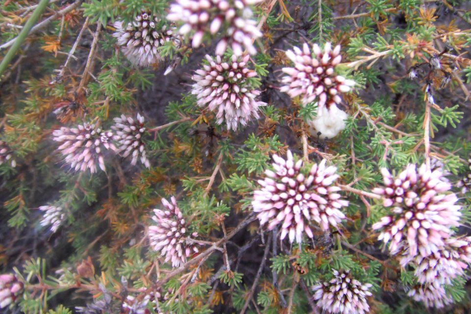 Fleurs Kalbarri NP 2