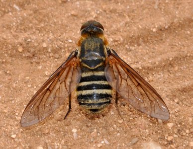 Fliege-Mallorca-02