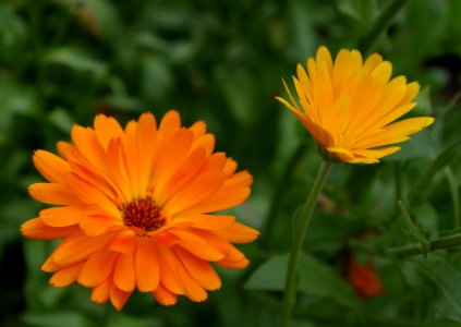 Fleurs oranges inconnues - Parc floral