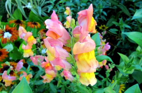 Fleurs inconnues