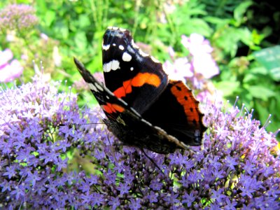 Fleurs et papillon au jardin des iris - Jardin des Plantes Paris