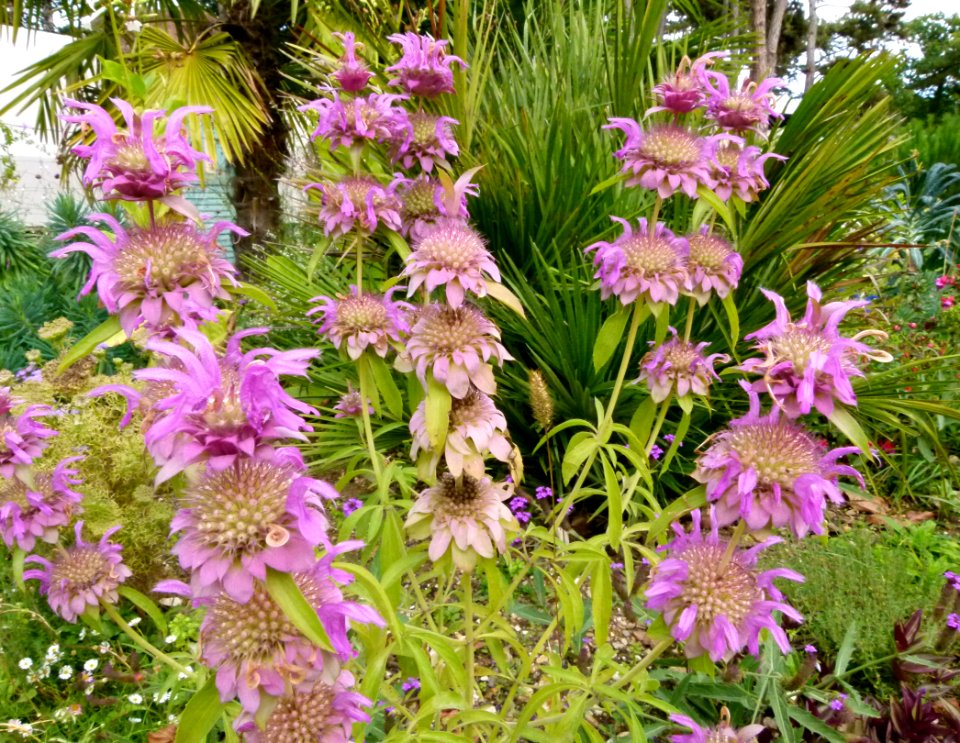 Fleurs mauves en cascade