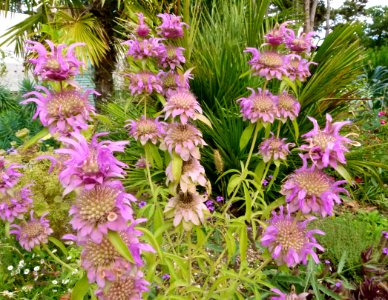 Fleurs mauves en cascade