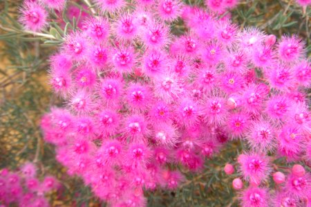 Fleurs roses inconnues