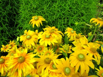 Fleurs jaune intense