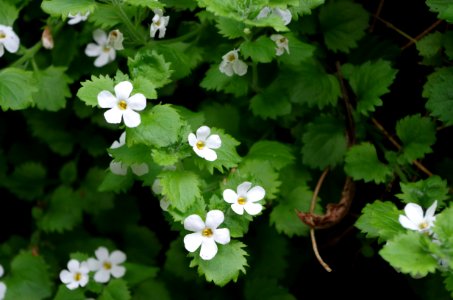 Fleurs du Jardin Delaselle - Ile de Batz 3