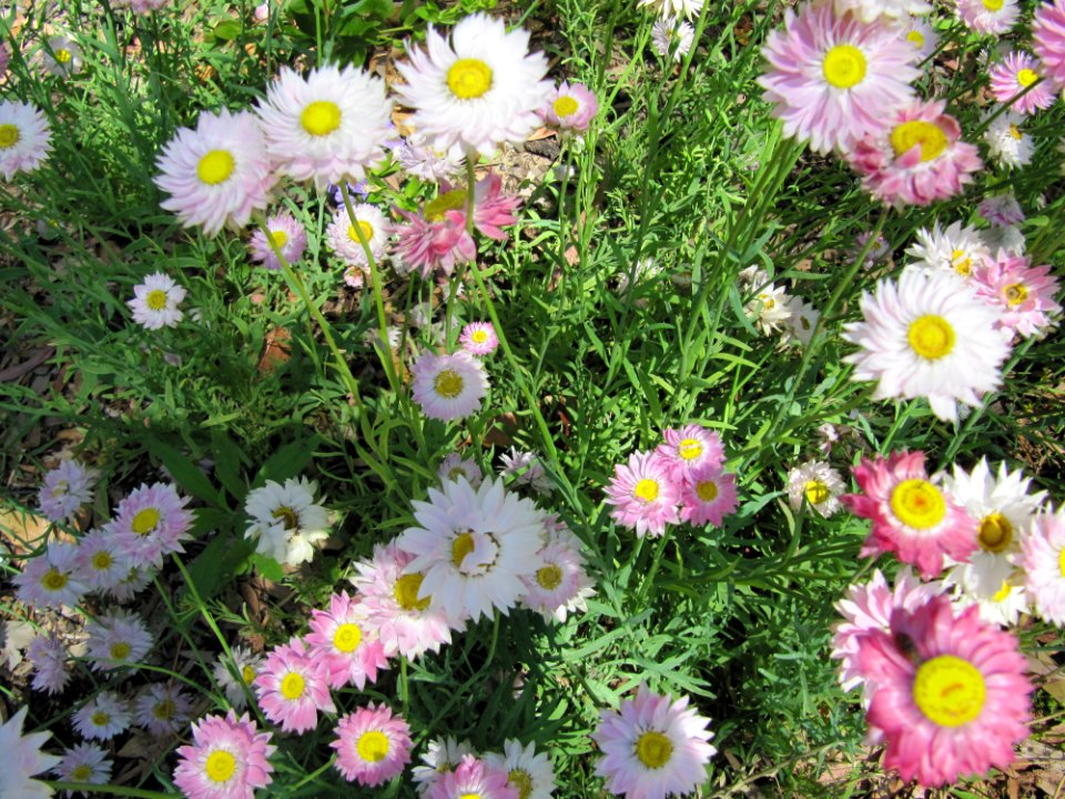 Fleurs diverses WA