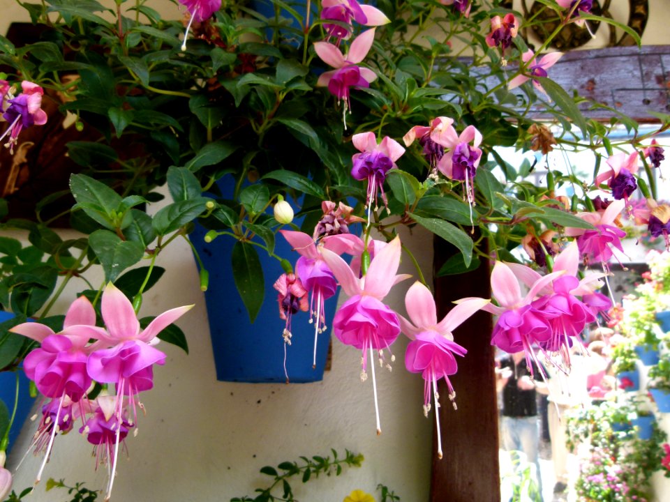 Fleurs des patios de Cordoue 2