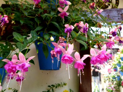 Fleurs des patios de Cordoue 2