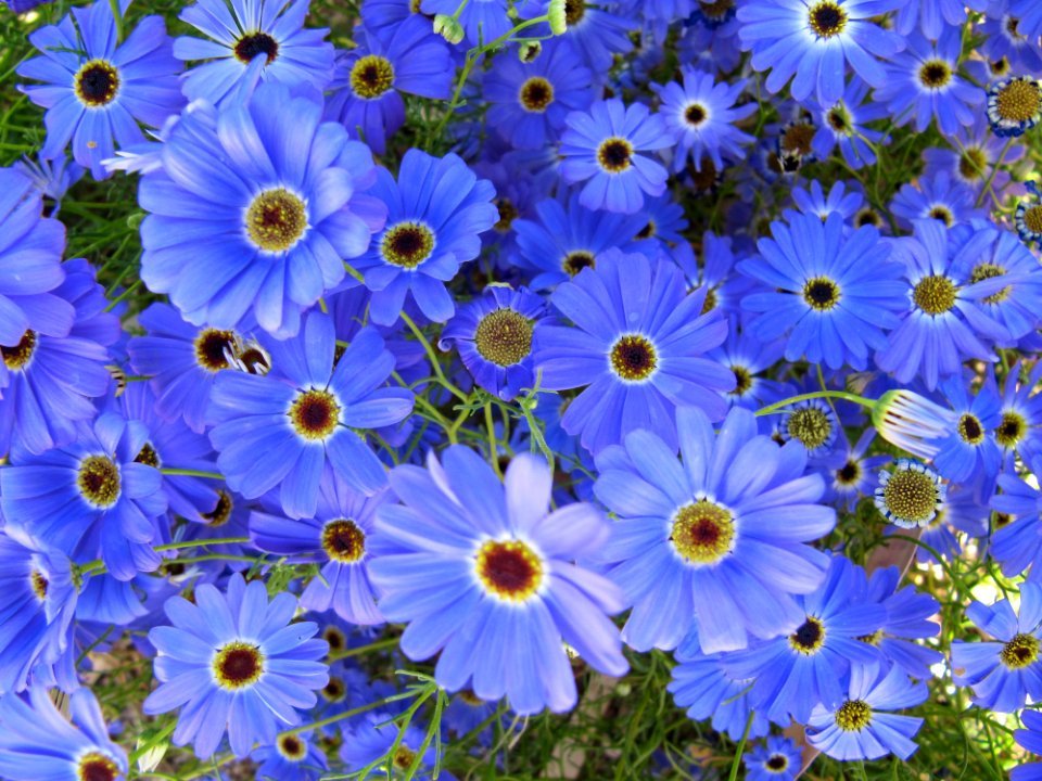 Fleurs bleues en WA