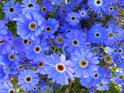 Fleurs bleues en WA