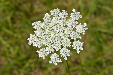 Fleurs blanches Dordogne