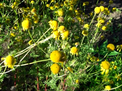 Fleurs 2