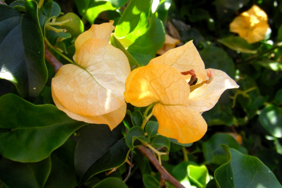 Fleurs jaunes à Sydney