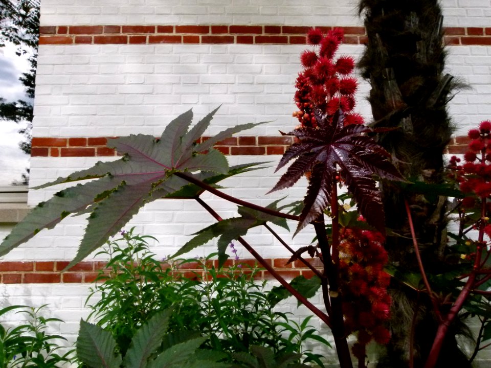 Fleurs inconnues - Jardin Agronomique Tropical 2